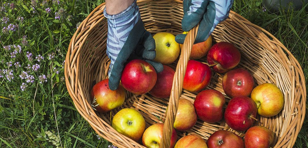 Empowering Small-Scale Farmers: Training Initiatives in Apple Cultivation