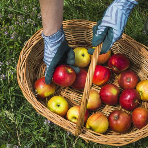 Empowering Small-Scale Farmers: Training Initiatives in Apple Cultivation