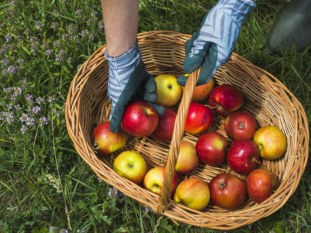 Empowering Small-Scale Farmers: Training Initiatives in Apple Cultivation